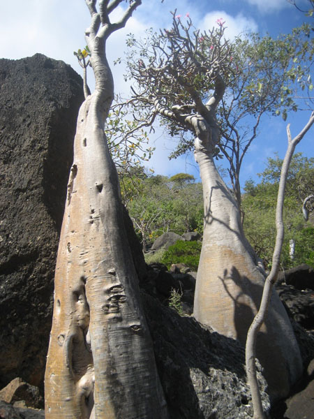 Socotra.......Oman
